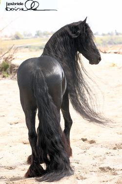 Friesian Keuring and IBOP:  It’s a Breed Thing…