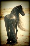Friesian Keuring and IBOP: It’s a Breed Thing…